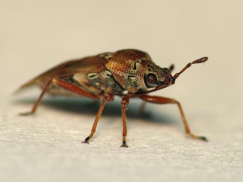 Kleidocerys resedae