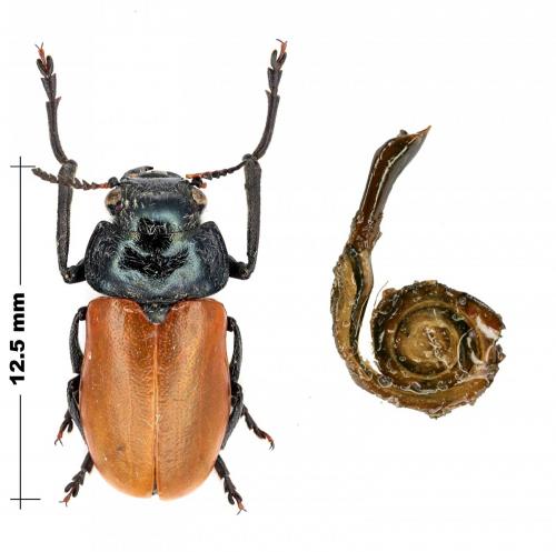 Lachnaia paradoxa