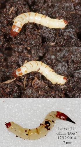 Xylophagus sp.