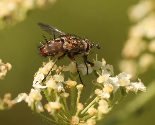 Réf. 134 838 : Linnaemya vulpina