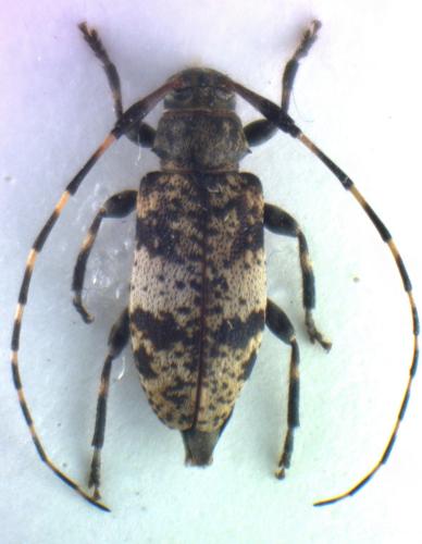 Réf. 134 361 : Leiopus sp.