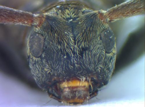 Leiopus sp.