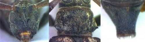 Leiopus sp.