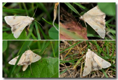 Réf. 134 057 : Heliothis peltigera