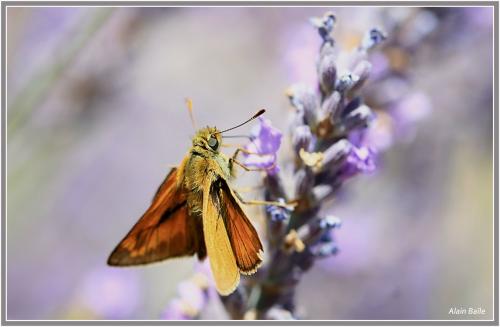 Ochlodes sylvanus