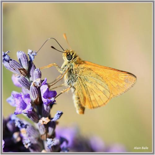 Ochlodes sylvanus