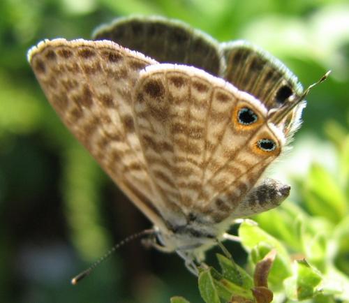 Leptotes pirithous