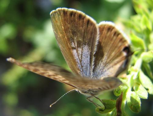 Leptotes pirithous