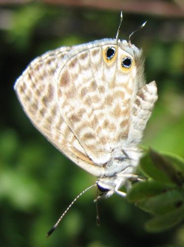 Leptotes pirithous