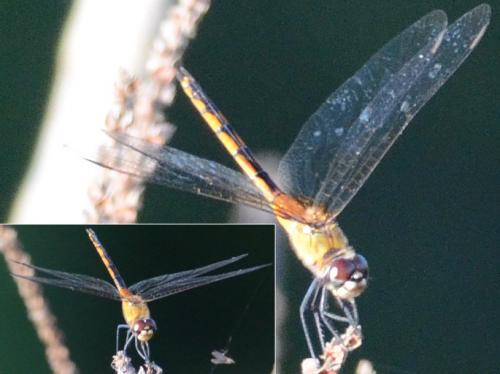 Brachymesia herbida