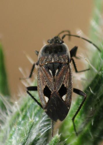 Graptopeltus lynceus