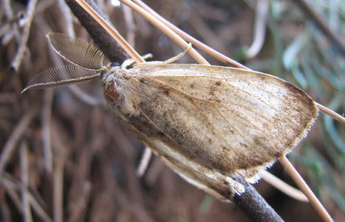 Lymantria dispar
