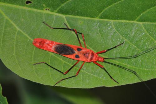 Réf. 134 013 : Macroceroea grandis