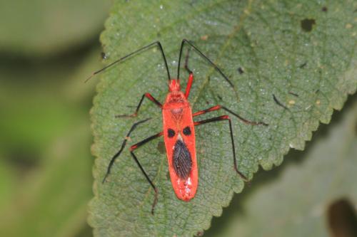 Réf. 134 014 : Macroceroea grandis