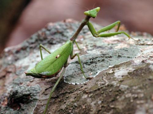 Pseudoxyops sp.