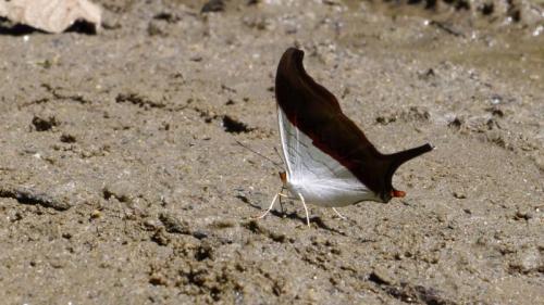 Réf. 134 935 : Marpesia zerynthia