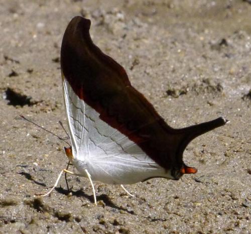 Marpesia zerynthia