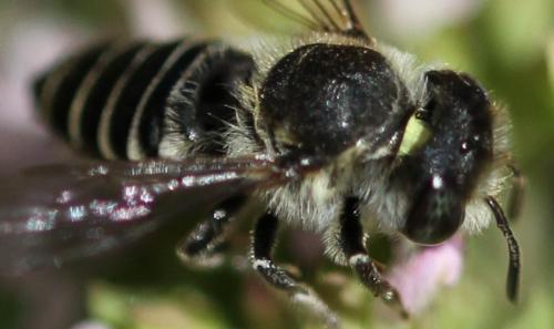 Réf. 134 292 : Megachile rotundata