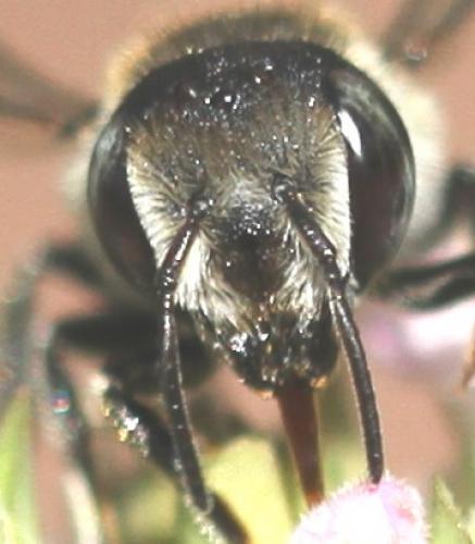Réf. 134 420 : Megachile rotundata