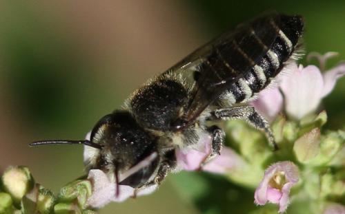 Réf. 134 419 : Megachile rotundata