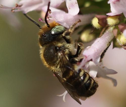 Megachile sp.