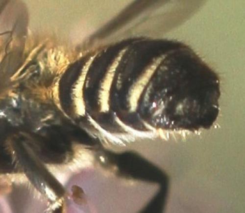 Megachile sp.