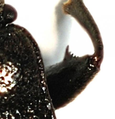 Megalonotus dilatatus