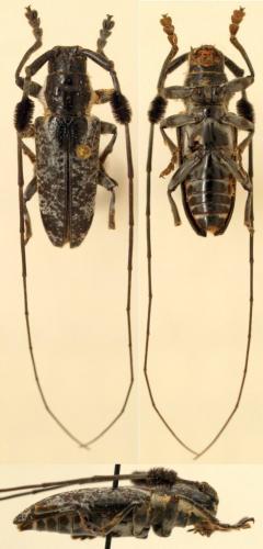 Melanopolia cincta