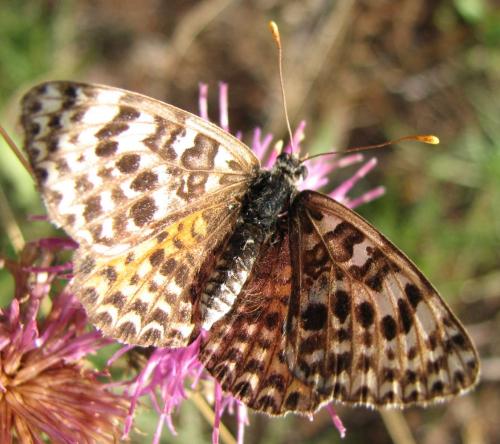 Melitaea didyma