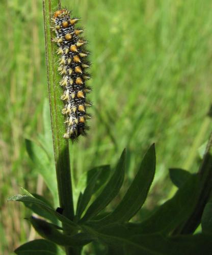 Melitaea didyma
