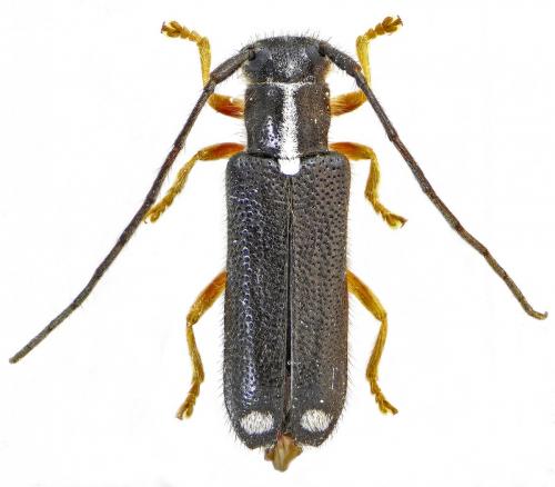 Réf. 134 461 : Menesia bipunctata