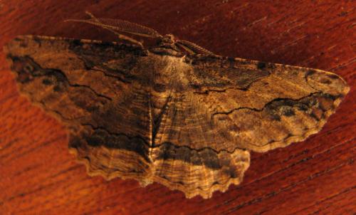 Menophra abruptaria
