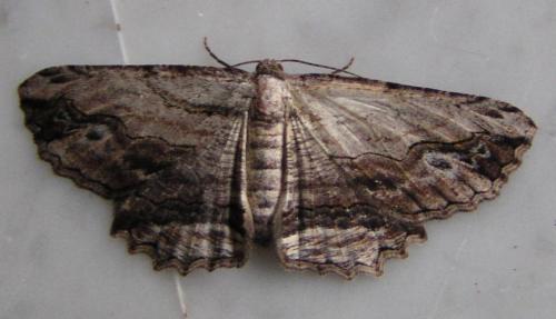 Menophra abruptaria