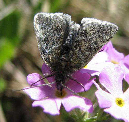 Réf. 134 252 : Metaxmeste phrygialis