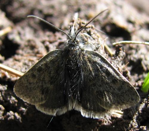 Réf. 134 253 : Metaxmeste phrygialis