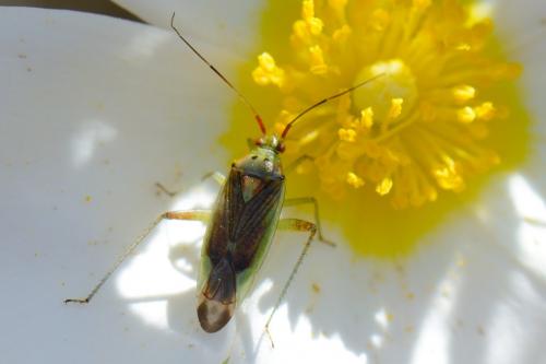 Réf. 134 204 : Closterotomus trivialis