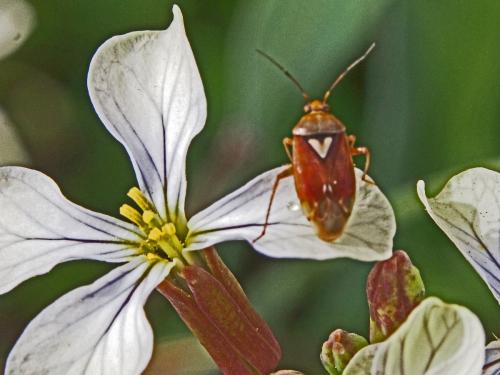 Lygus sp.