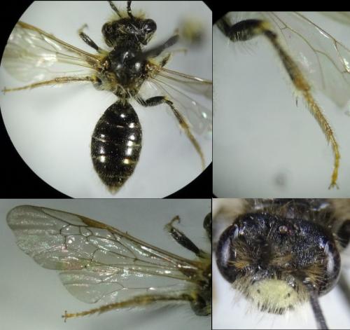 Andrena chrysosceles
