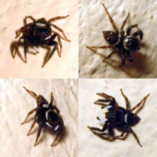 Hasarius adansoni