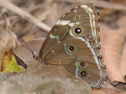 Réf. 134 993 : Morpho helenor