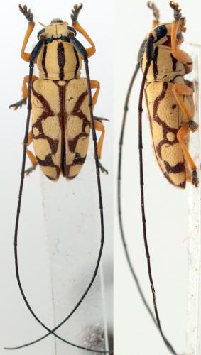 Murosternum pentagonale