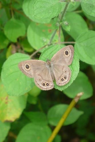 Réf. 134 487 : Ypthima sp.