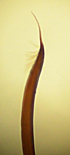 Nemastoma dentigerum