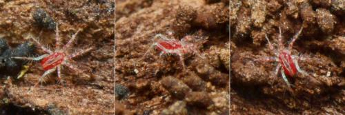 Réf. 134 012 : Erythracarus pyrrholeucus