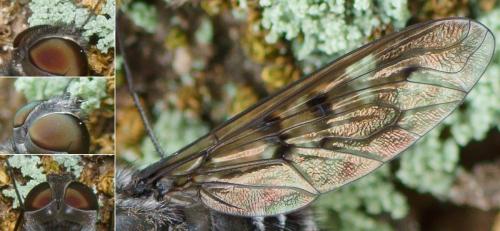 Spogostylum tripunctatum