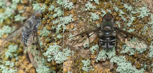 Spogostylum tripunctatum