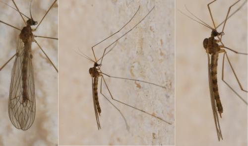 Trichocera annulata