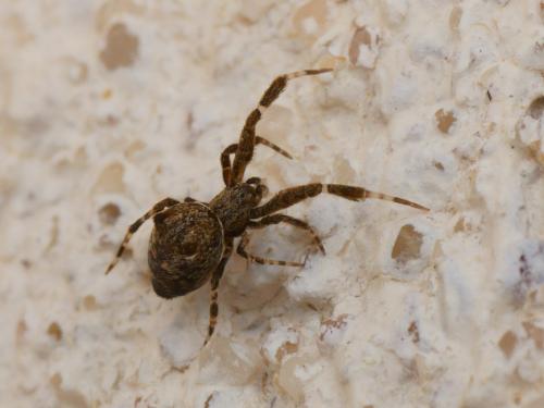 Réf. 134 011 : Uloborus plumipes