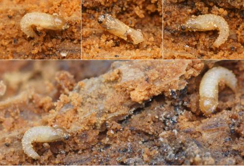 Réf. 134 283 : Trichocera annulata