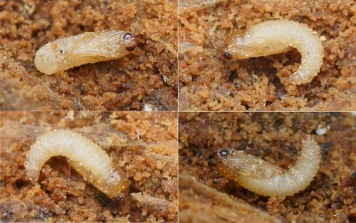 Réf. 134 284 : Trichocera annulata